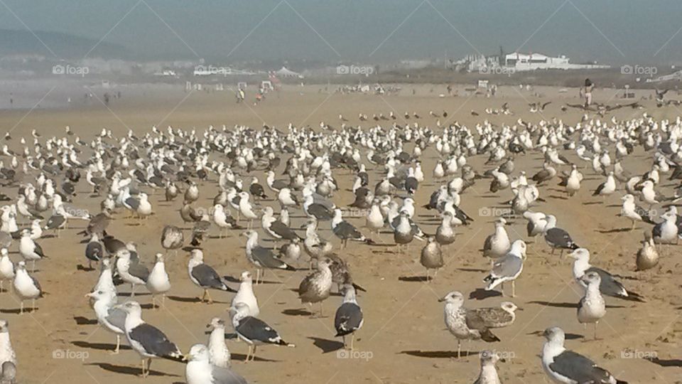 Bird, Seagulls, Wildlife, Beach, Seashore