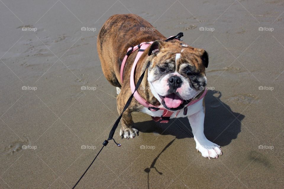 English bulldog on the beach