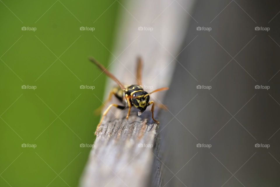 bee
