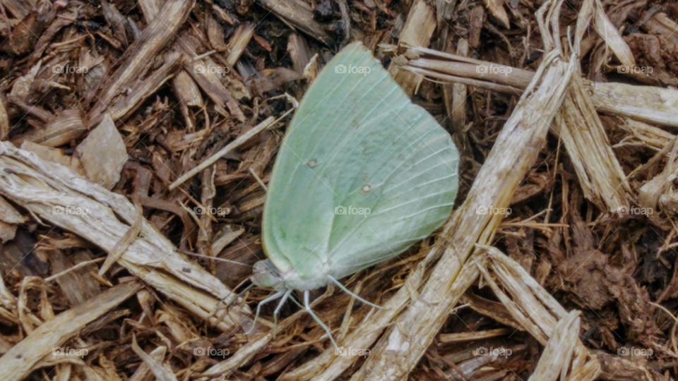 A butterfly perched on a haystack