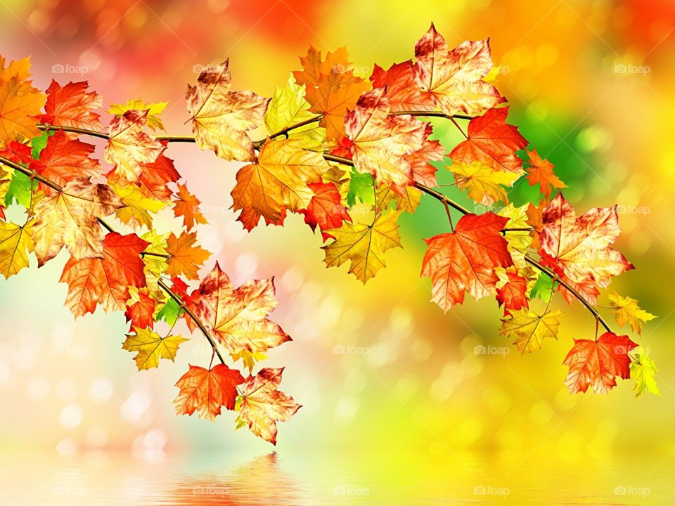 Autumn foliage branches.....