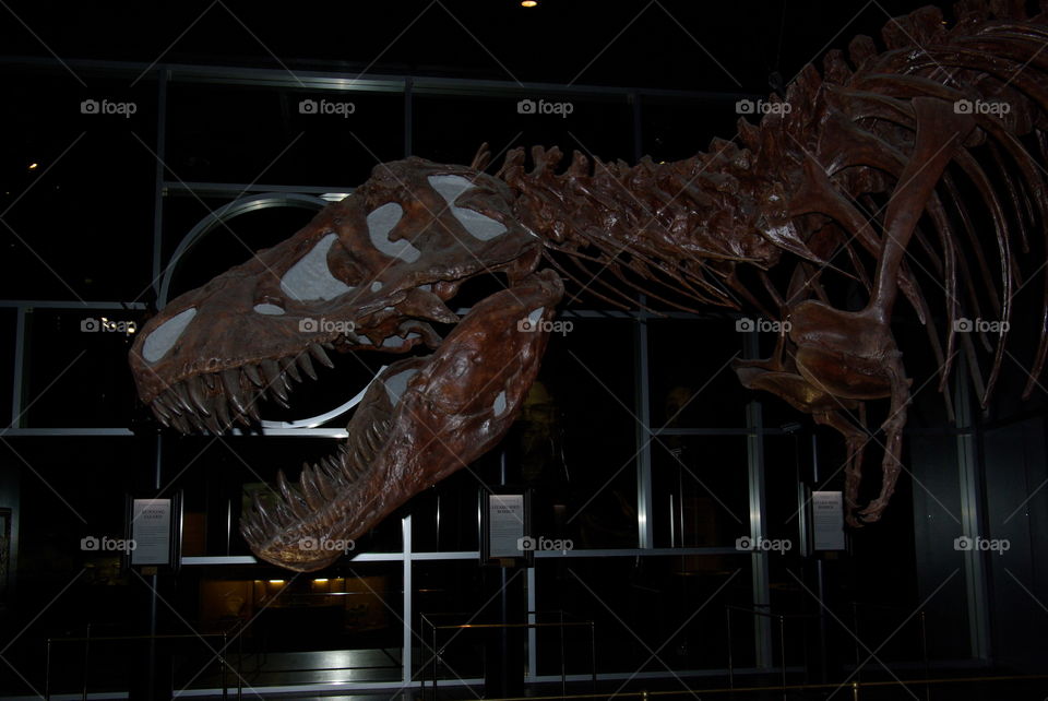 Tyrannosaurus Rex Bones at the Royal Tyrrell Museum 