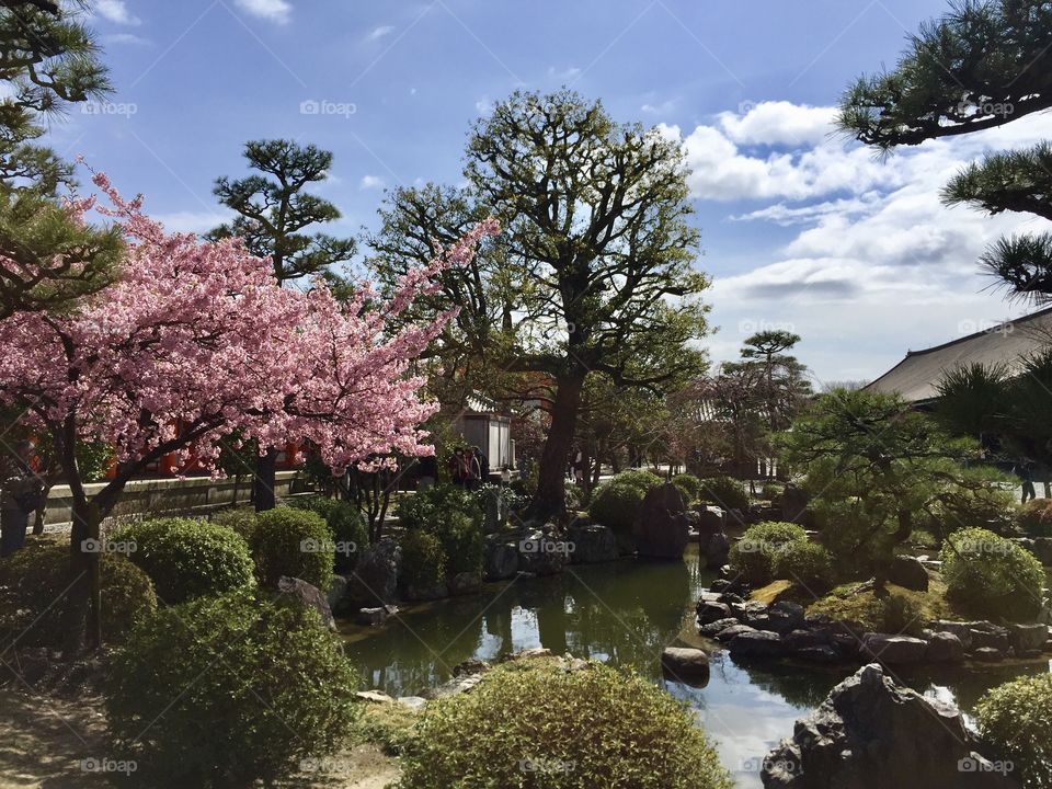 Japanese garden with Sakura flower