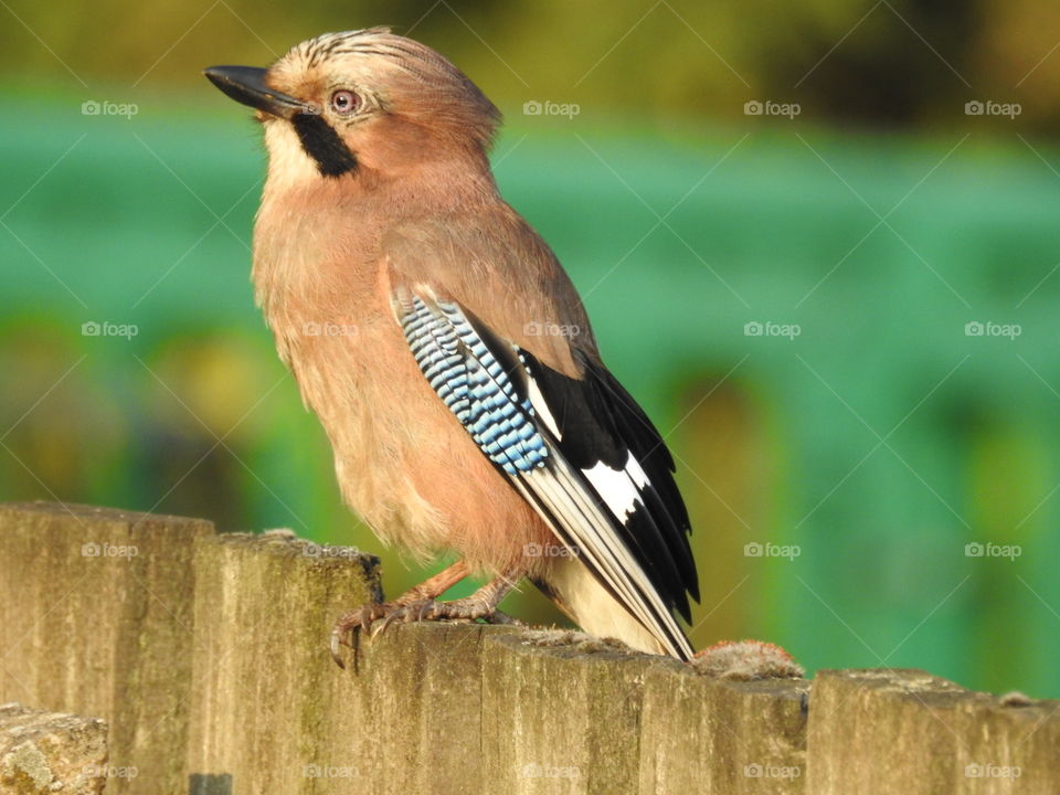 A jay on a fence