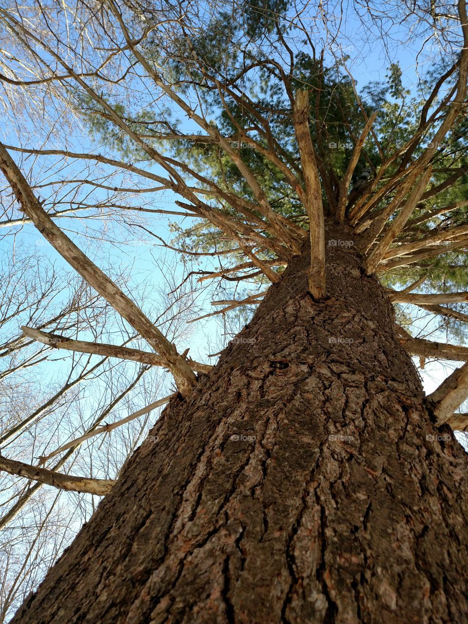 Michigan tree