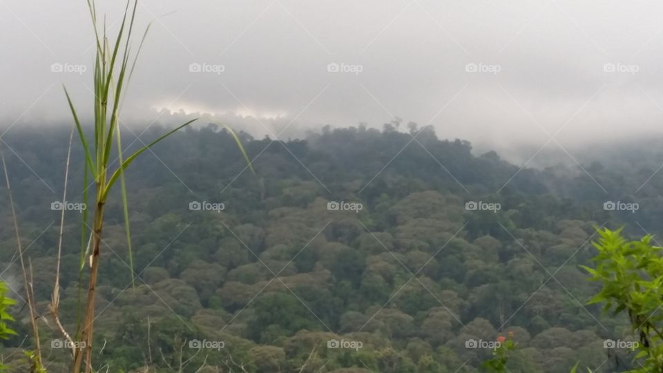 cloud n rain on forest rain