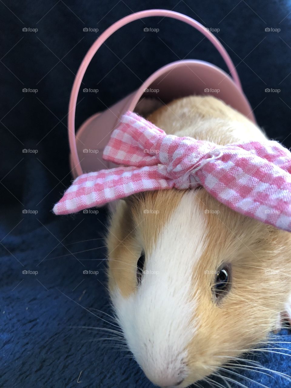 Cute little honey the guinea pig