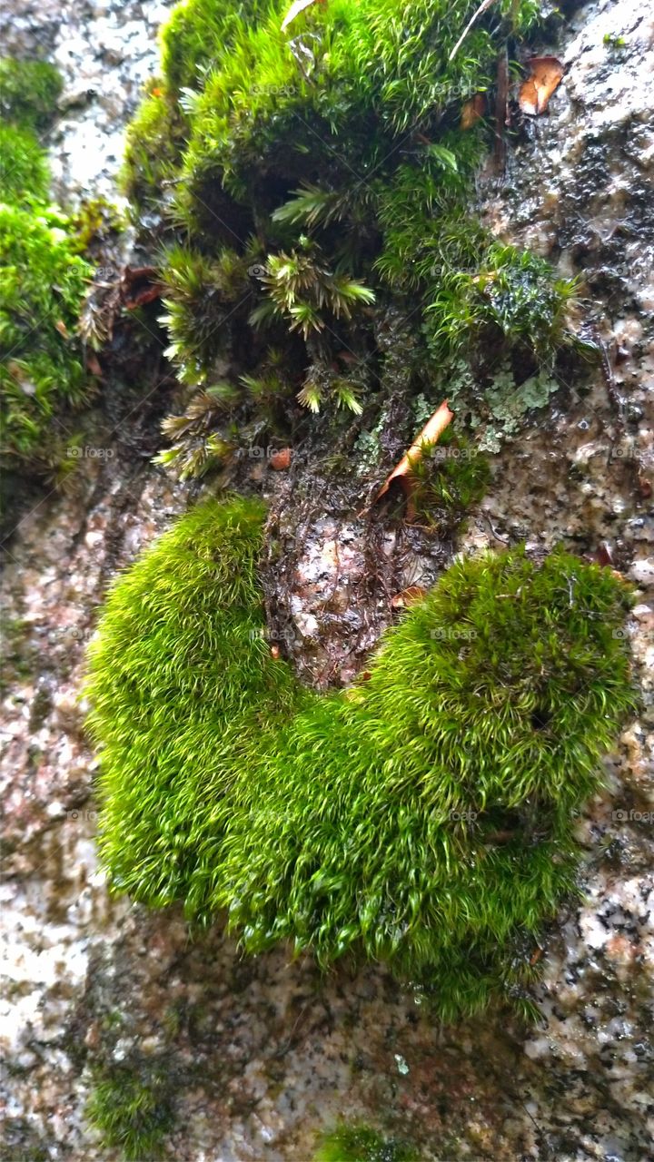 Smiling moss in the mountain