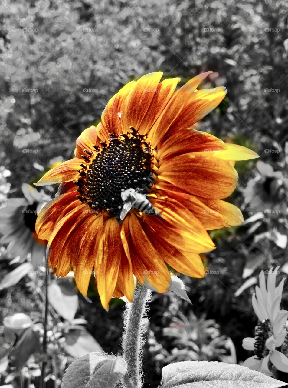 Giant Sunflower wit a Busy Bee! 