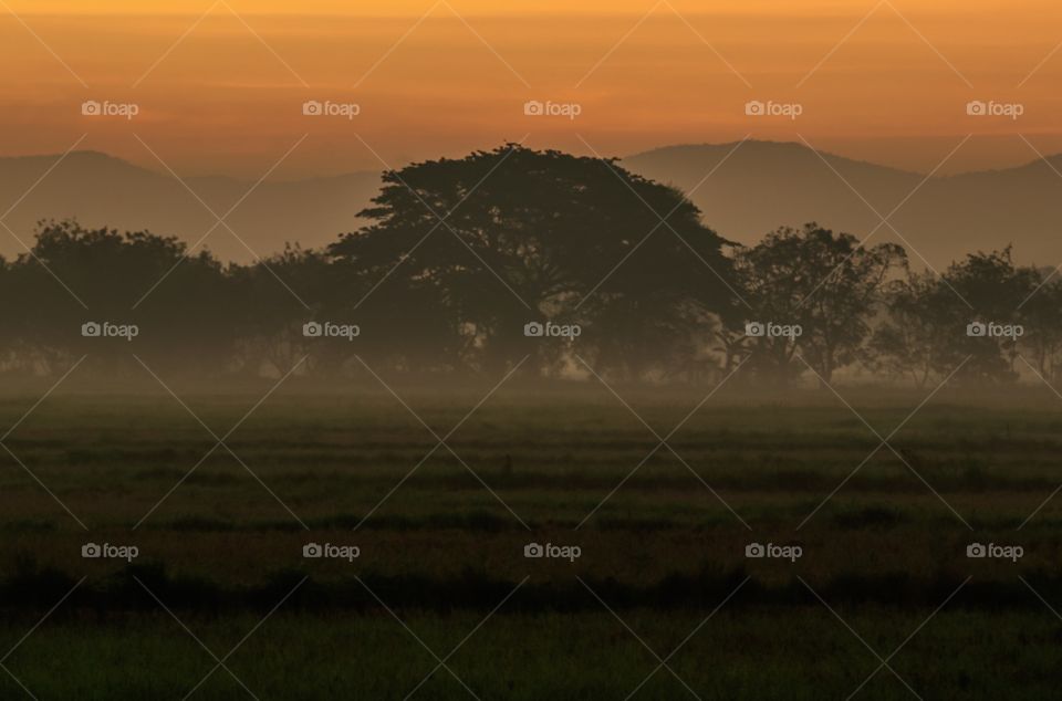 The Beauty of Natures during Misty at Dawn at the Fields 