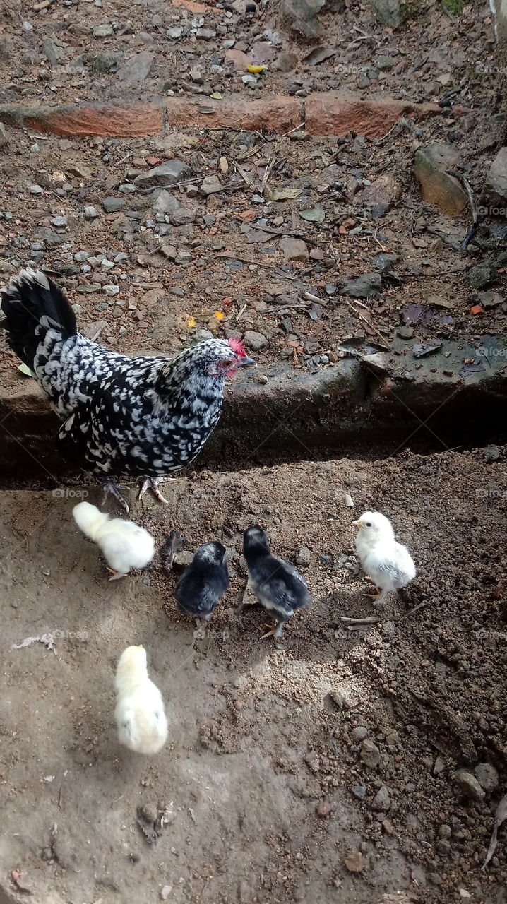 FILHOTES PINTINHOS GARNIZÉ