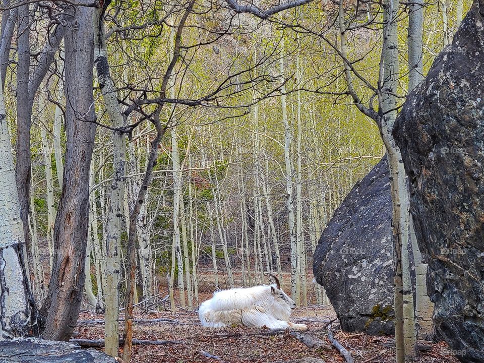Mountain goats in the spring forest
