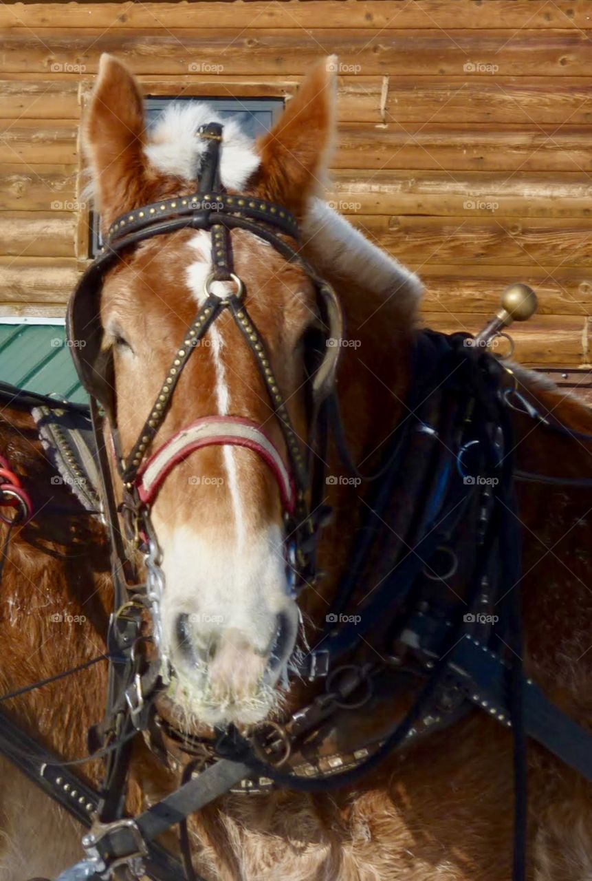 Hey, Do You Want to go on a Sleigh Ride?