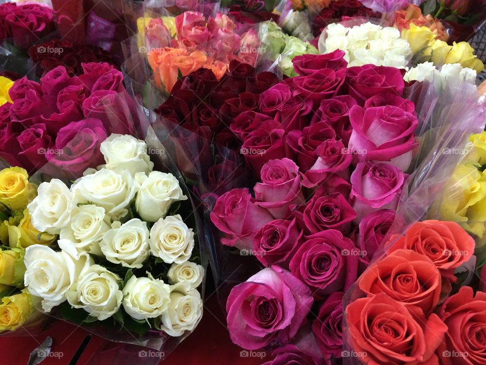 High angle view of multi colored roses