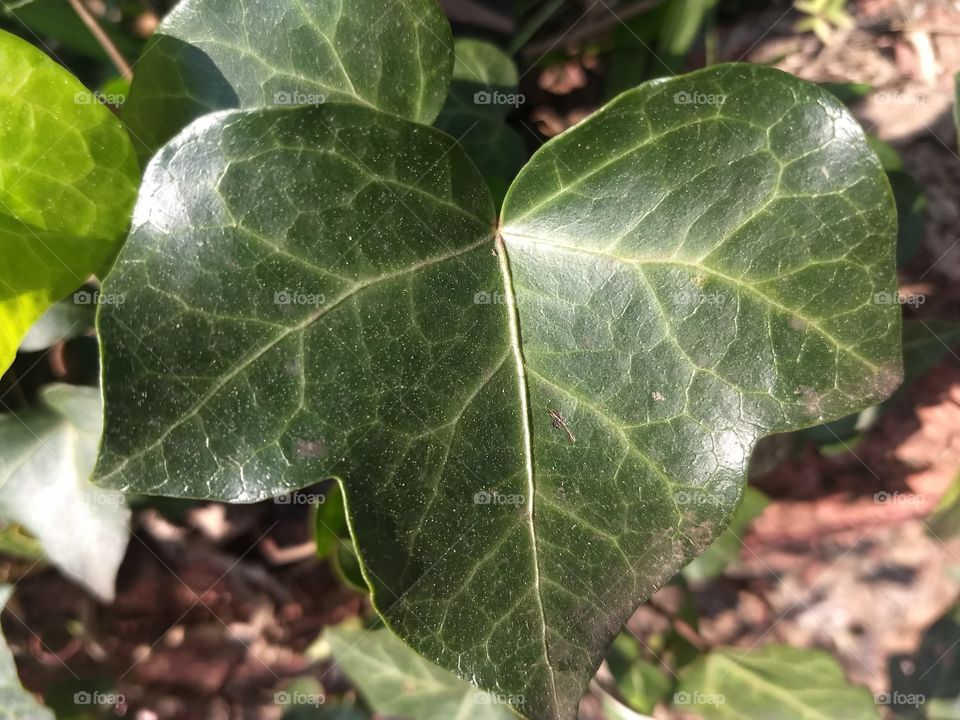 leaf