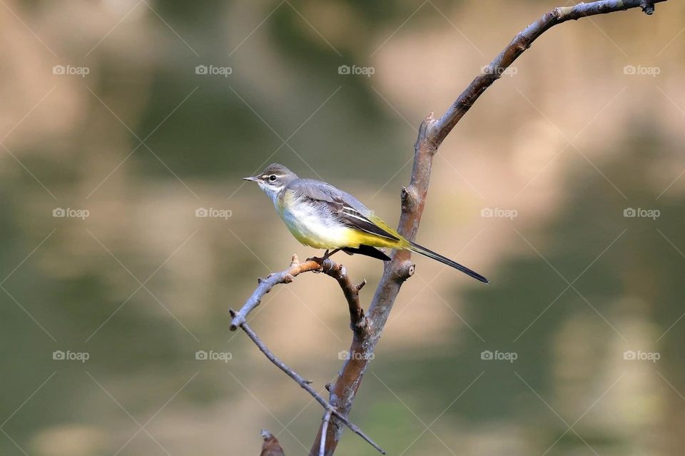 Beautiful and cute bird