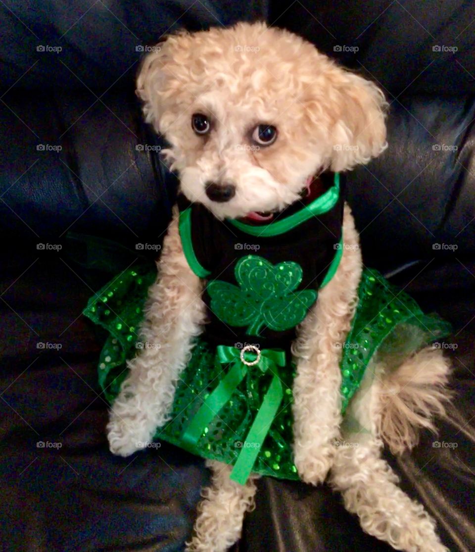 Ready for St. Patrick’s Day