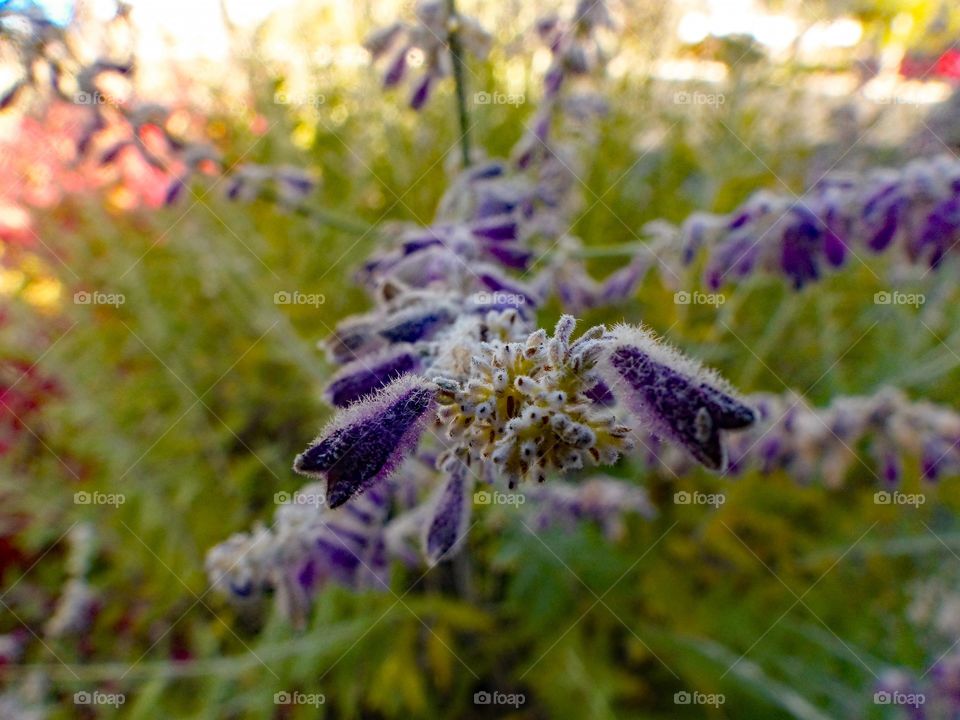 Long purple flowers growing on a bush