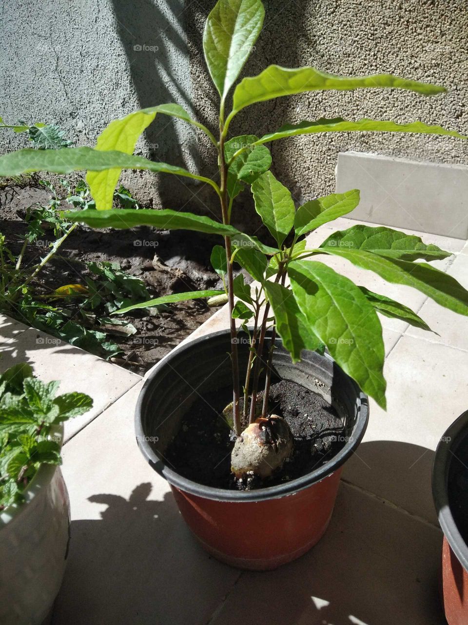 Semilla germinada del aguacate