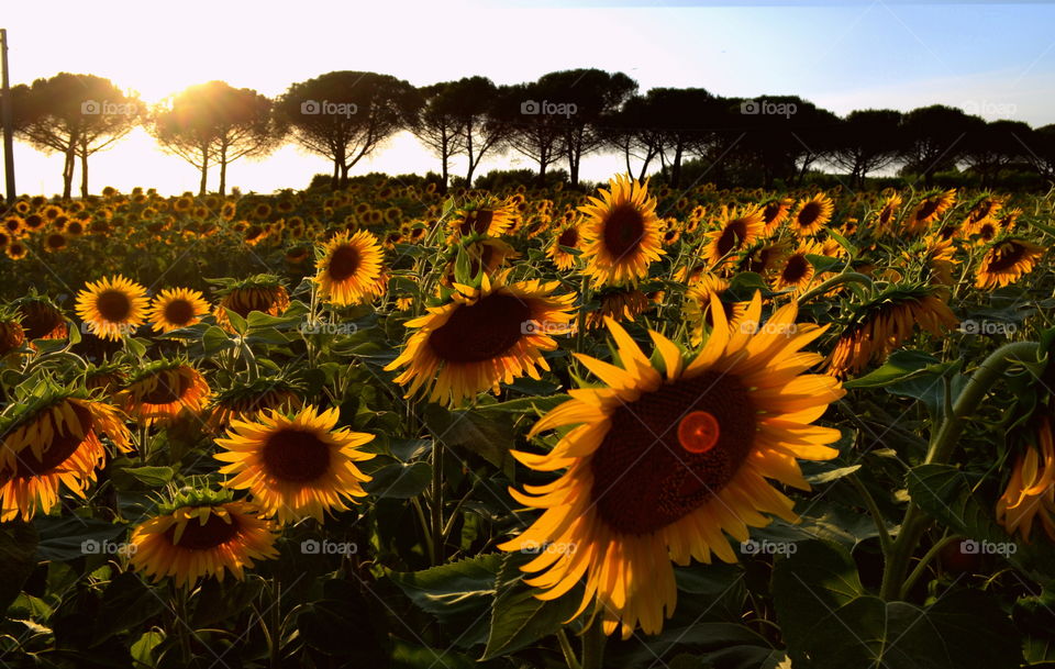 sunflowers at sunset 🌻🌄