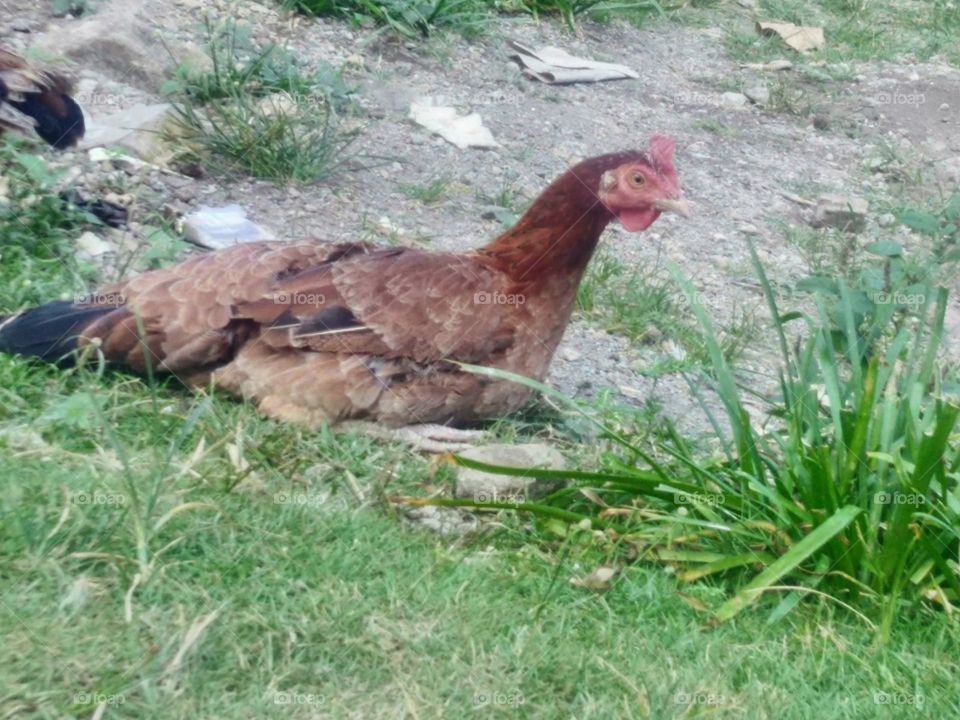 Village chicken (kampung)