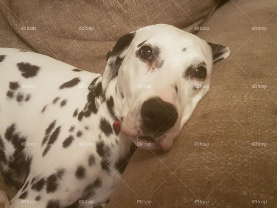 Tired Dalmation