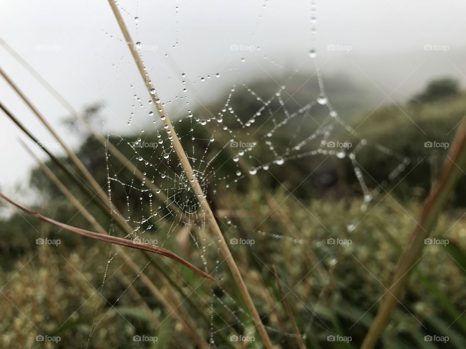 Web