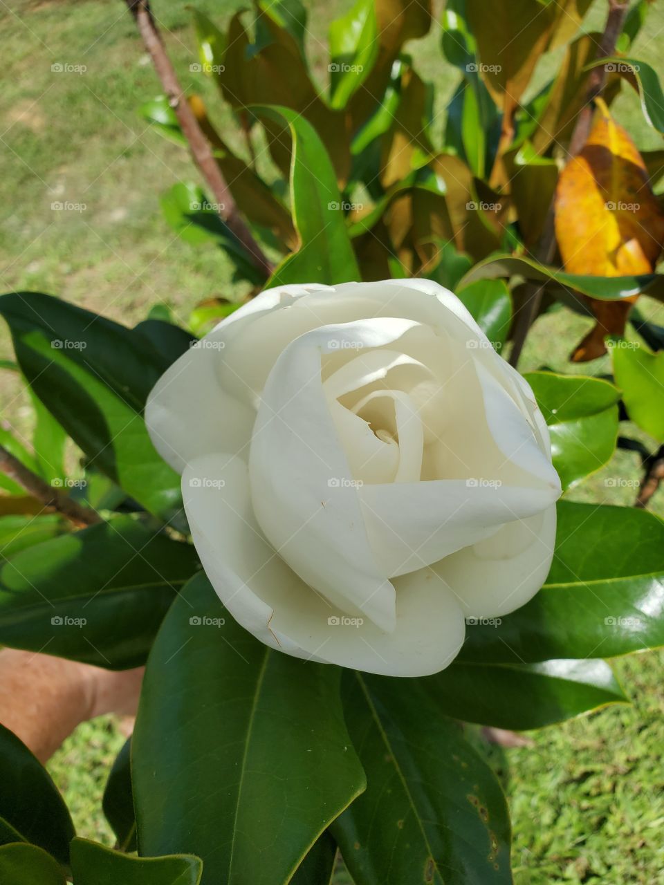 exotic fragant magnolia