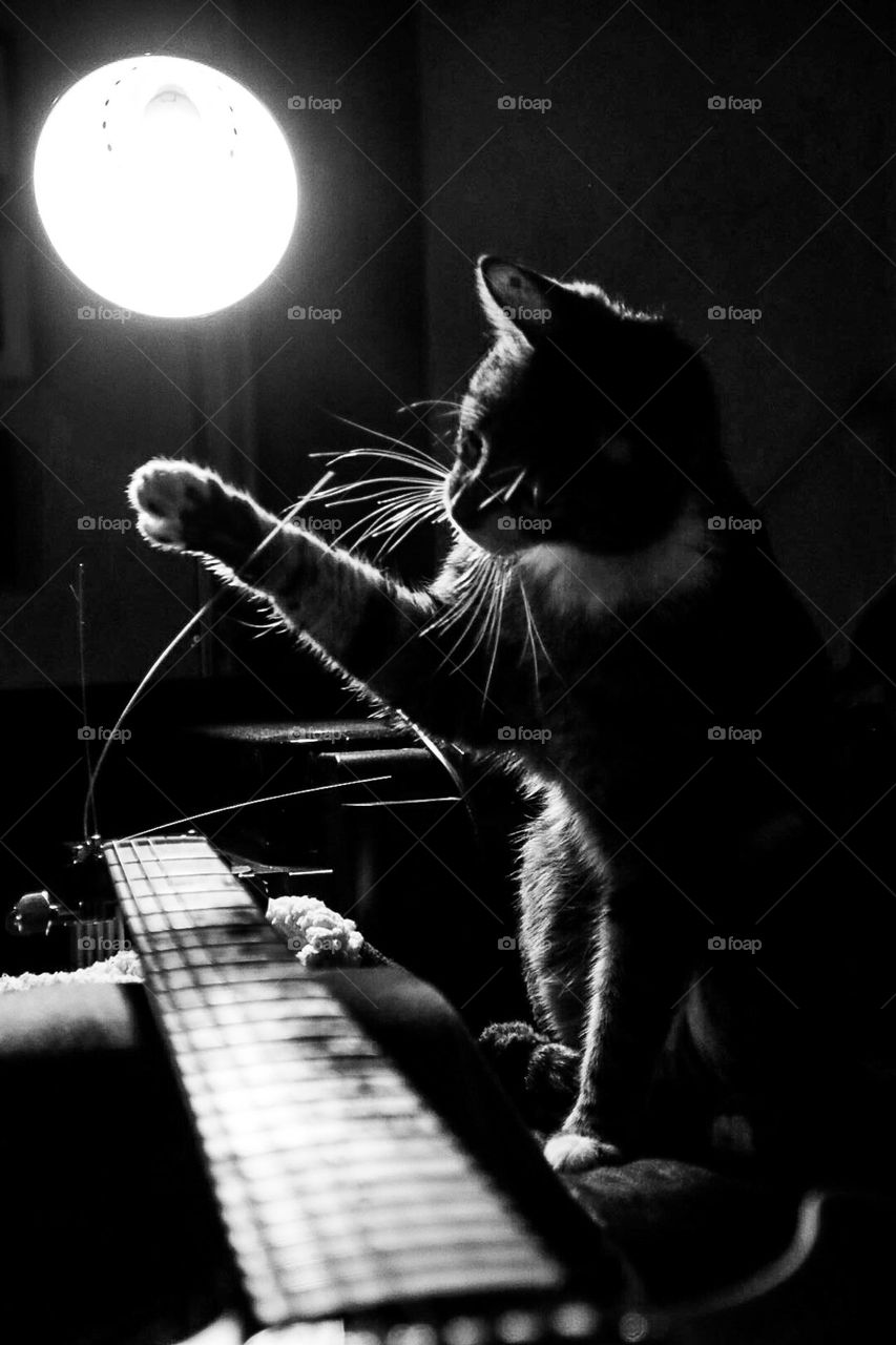 How the guitar is played, by cats