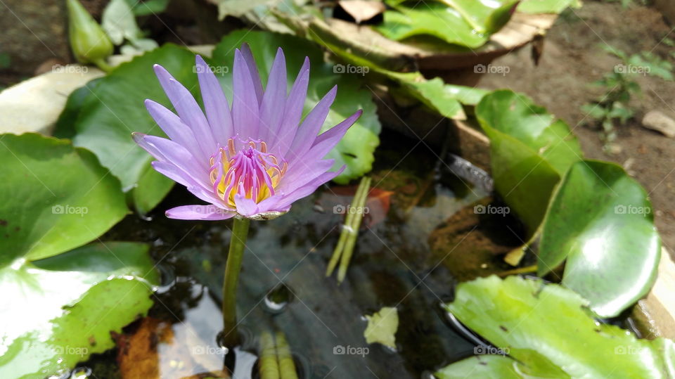 pink purple lily