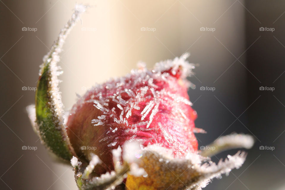 Rose with ice