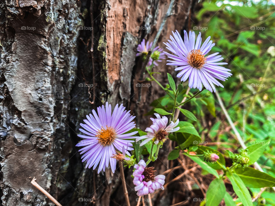 Beautiful purple flowers 