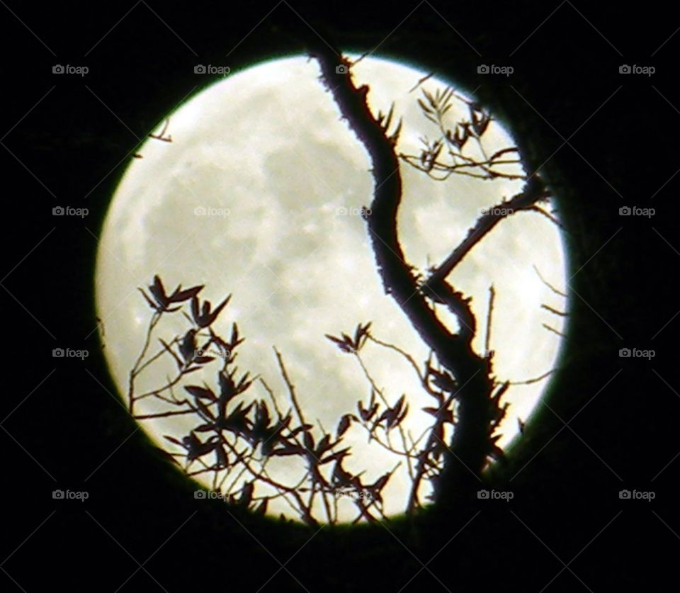 Creepy , moon , full , bright, tree limbs, mysterious ,  