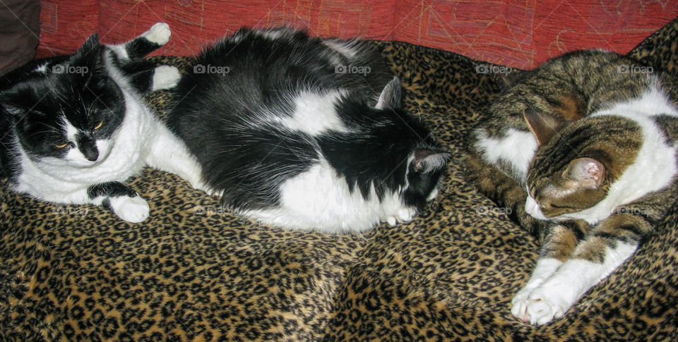 3 cats curled up on an animal print blanket, taking up all the sofa