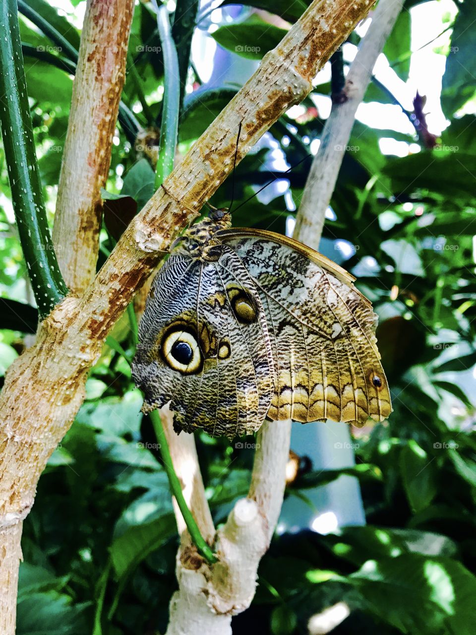 Tree hugging butterfly 