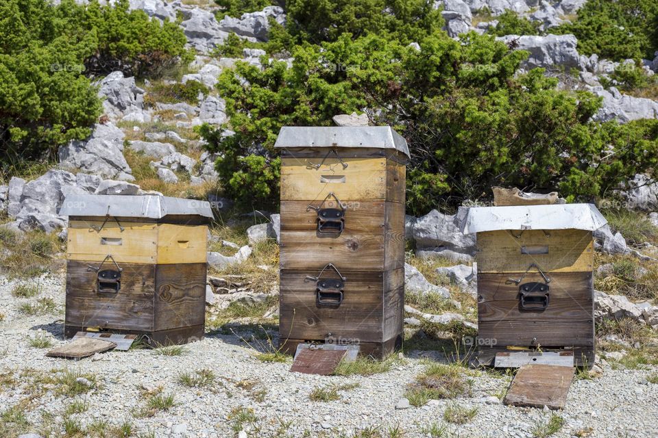 Bee hives in the mountains. Wild bees