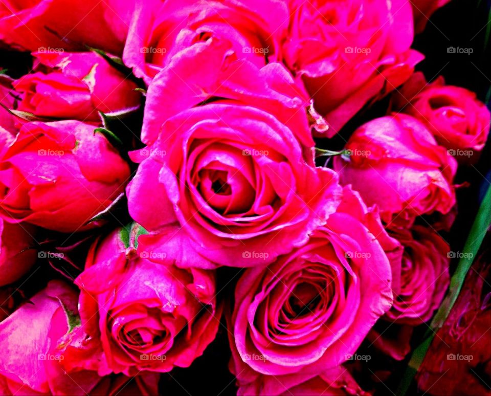 Deep,pink roses