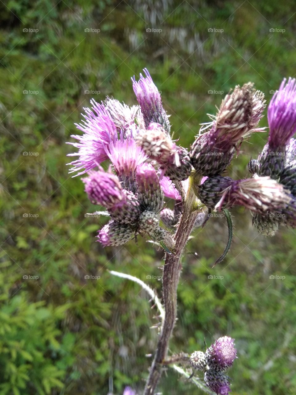 Bad Wildbad Schwarzwald