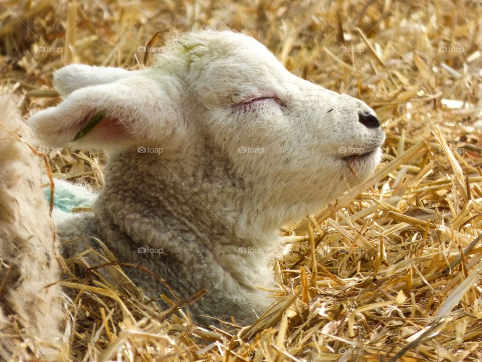 Lamb asleep in the sun