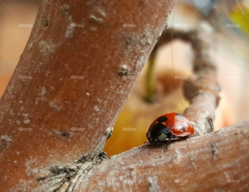 coccinella