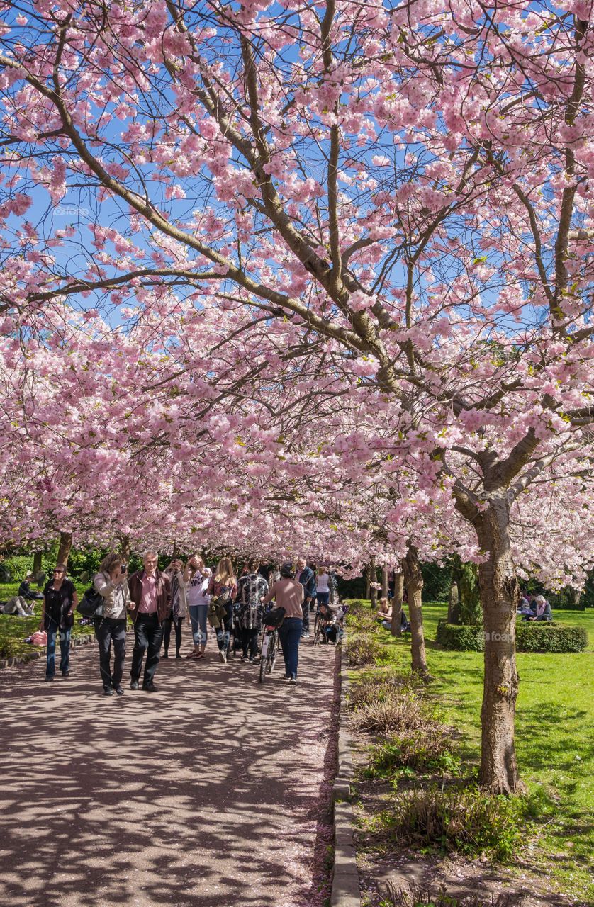 Pink park