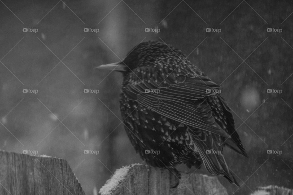 black and white bird sitting alone on a snow covered fence in the middle of a snowstorm