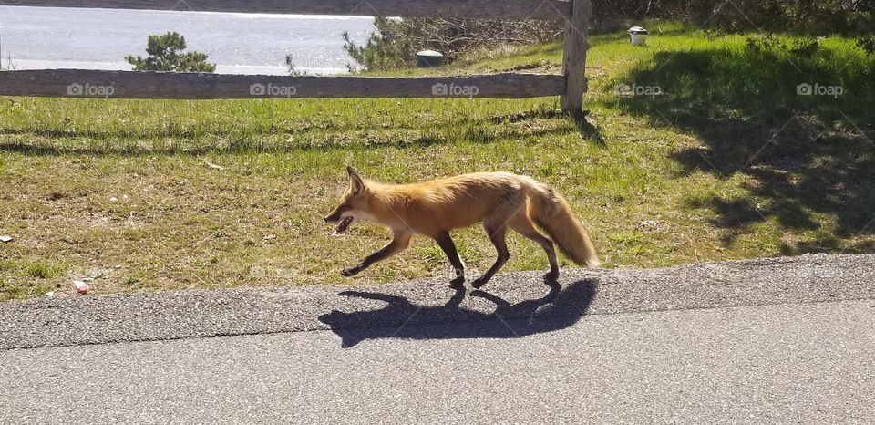 Asphalt fox shadow