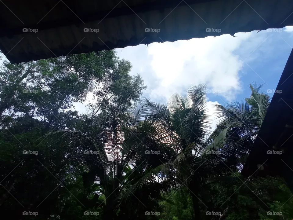 nature