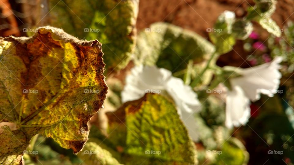 As belezas naturais...