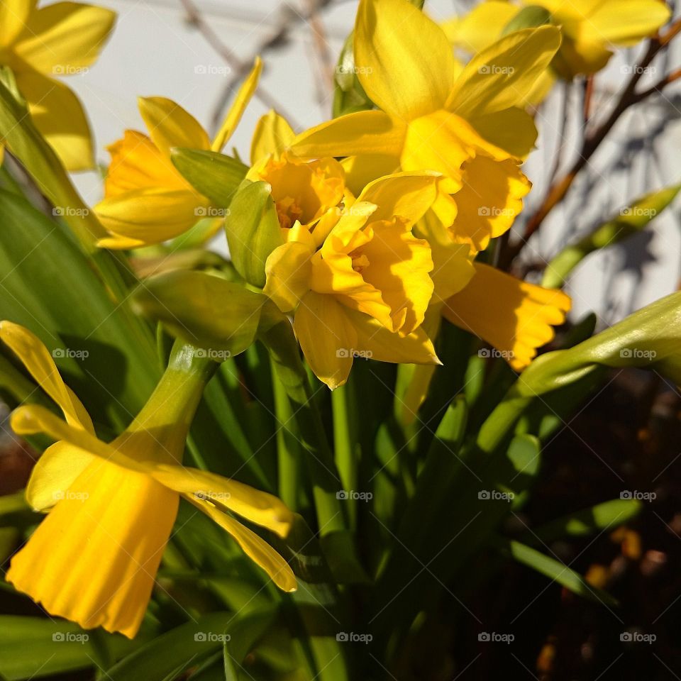 Yellow narcissus. I'ts spring time!  