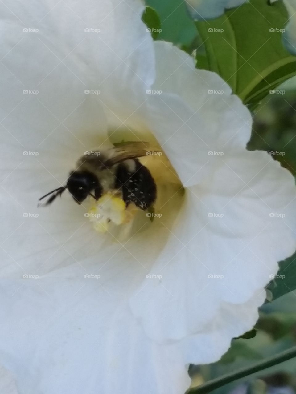 Day in the life of a bee