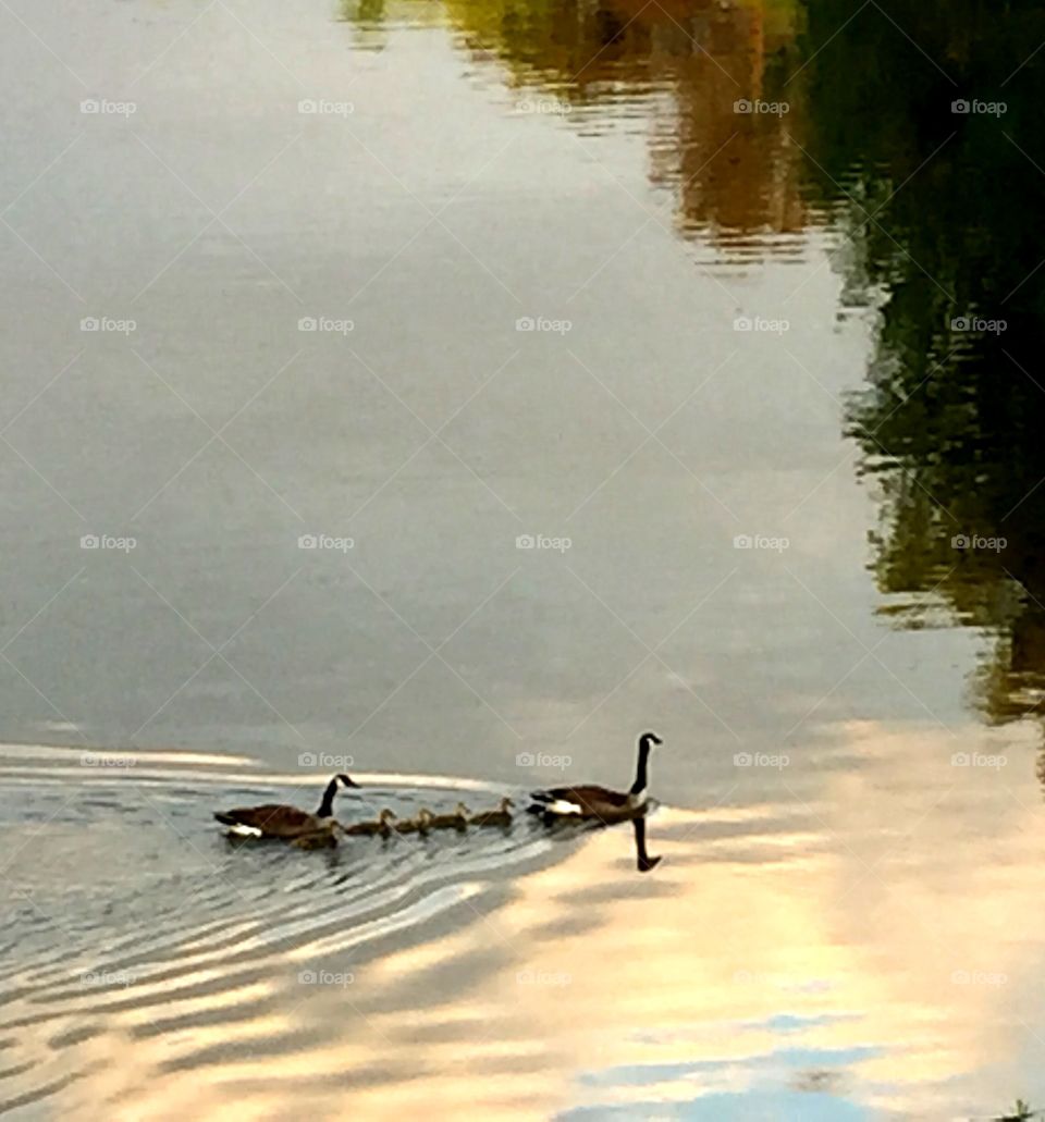 Geese on lake