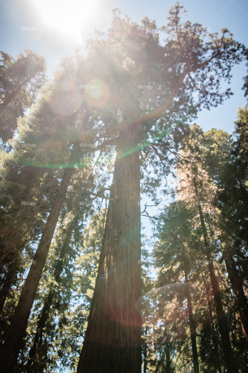 Sequoia Sun Flare