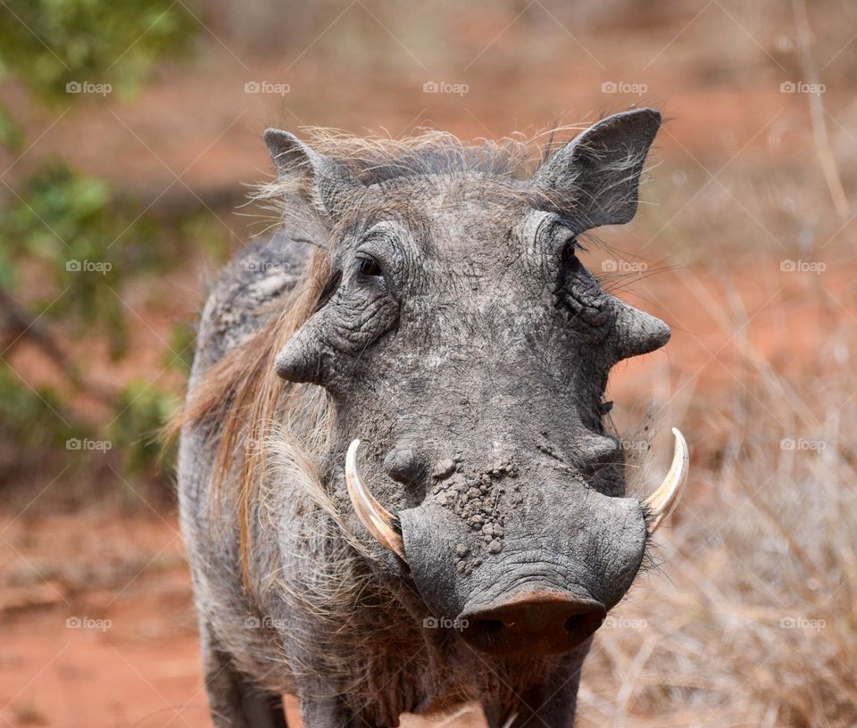 Warthog walking in the bush and eating grass 
